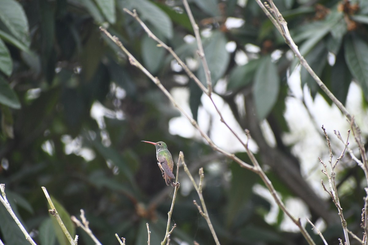 Buff-bellied Hummingbird - ML304912431