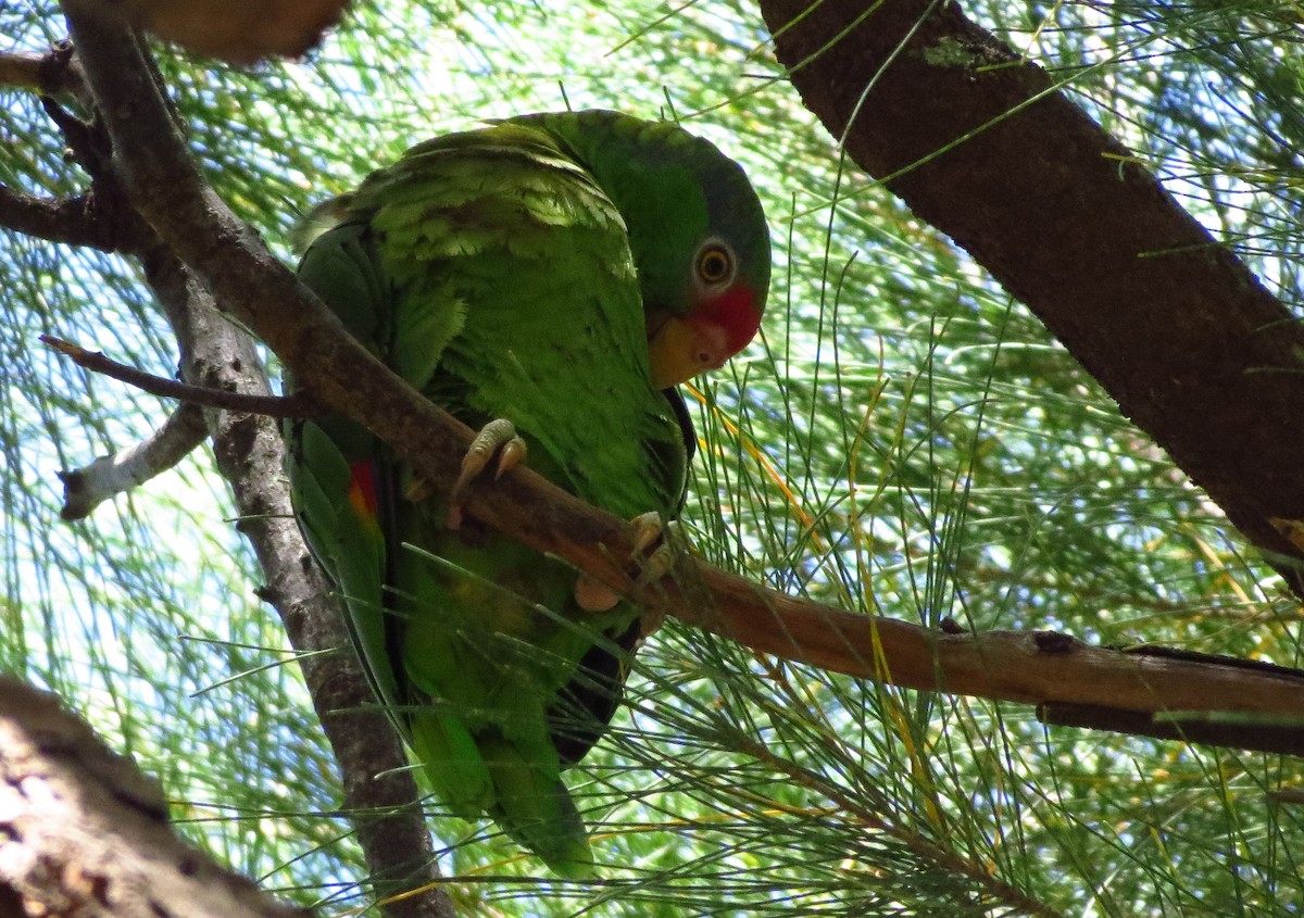 Red-crowned Parrot - ML30491421