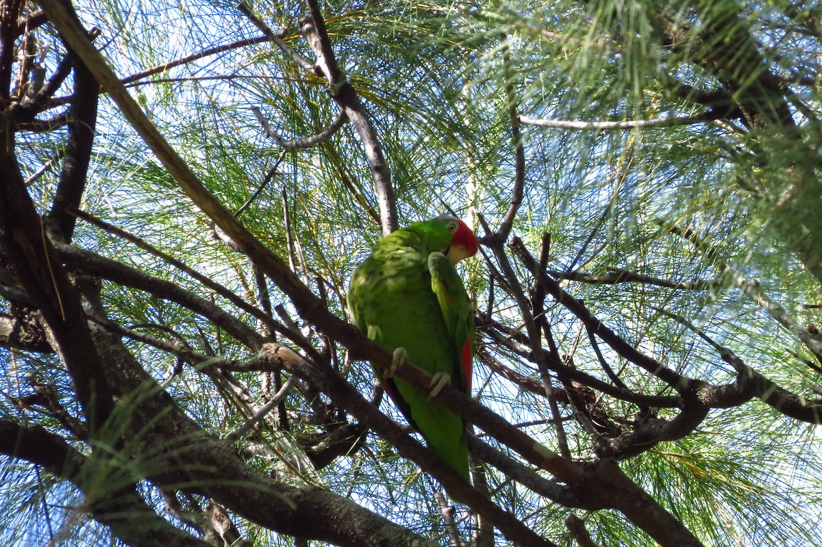 Red-crowned Parrot - ML30491431