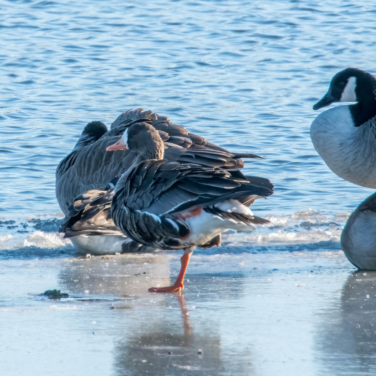 Greater White-fronted Goose - Anonymous