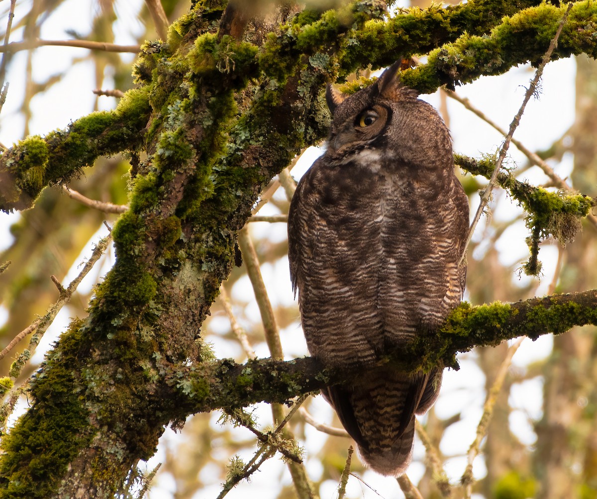 Great Horned Owl - ML304915321