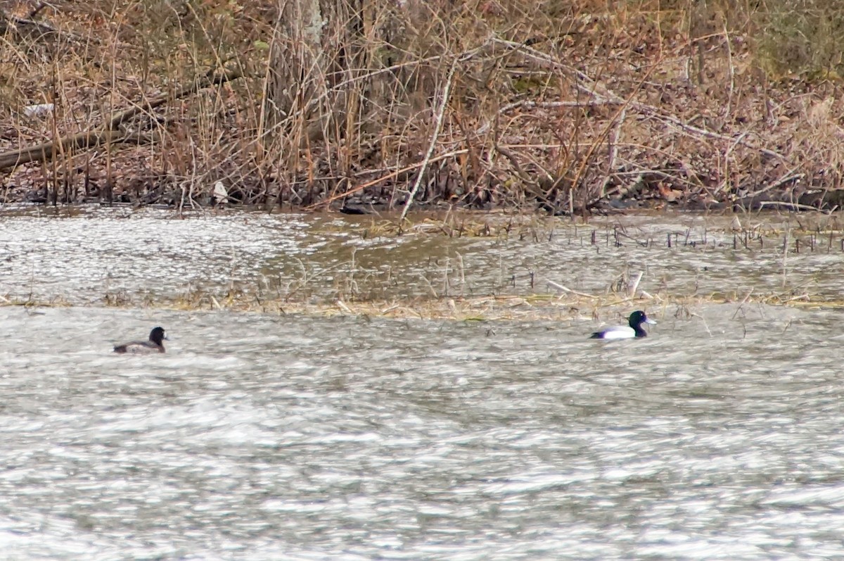 Greater Scaup - ML304918281
