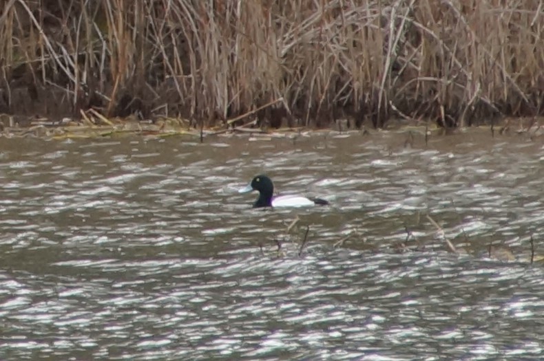 Greater Scaup - ML304918361