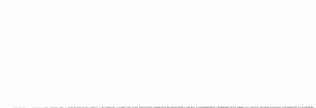 Chevêchette australe - ML304922001