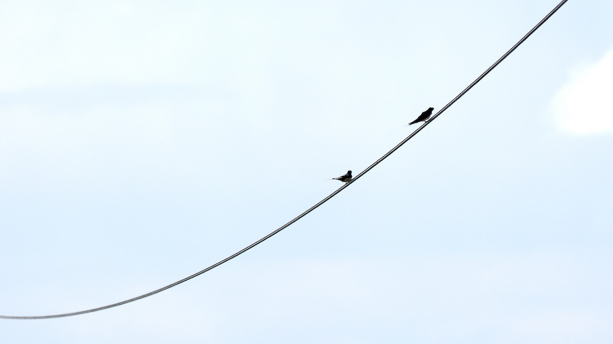 Barn Swallow (White-bellied) - ML304922501