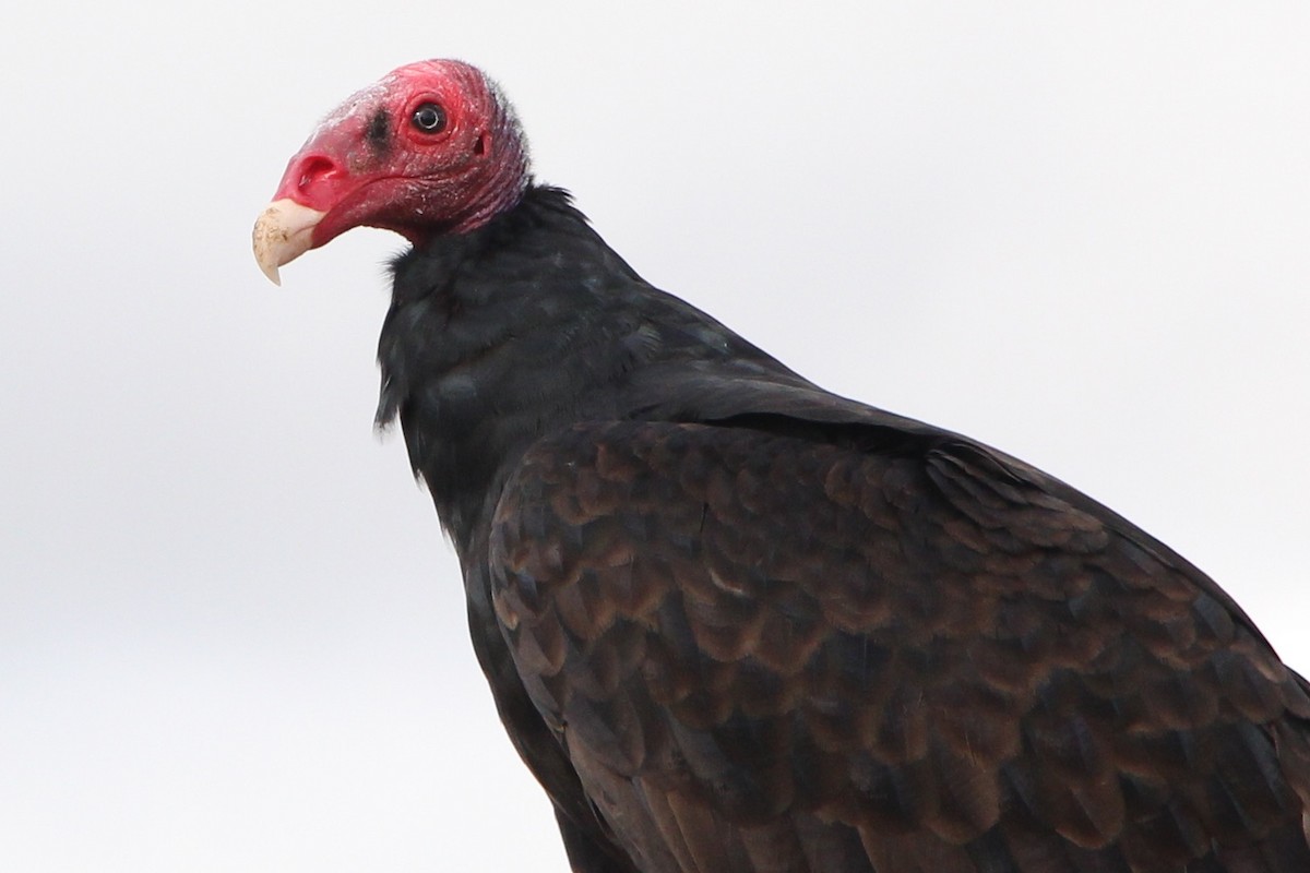 Turkey Vulture - Fabiano Souto Rosa