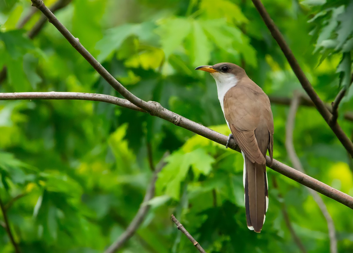 Yellow-billed Cuckoo - Alayna Vreeland