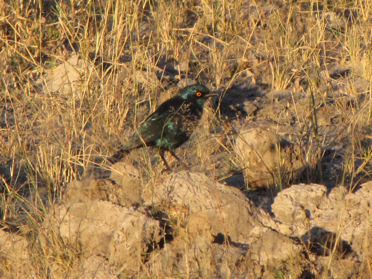 Greater Blue-eared Starling - ML304931631