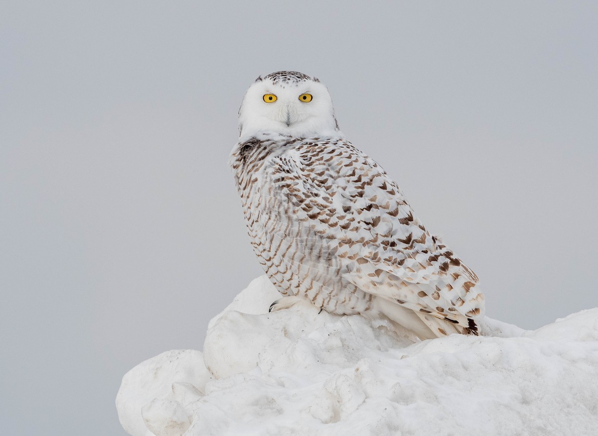 Snowy Owl - Yannick Fleury