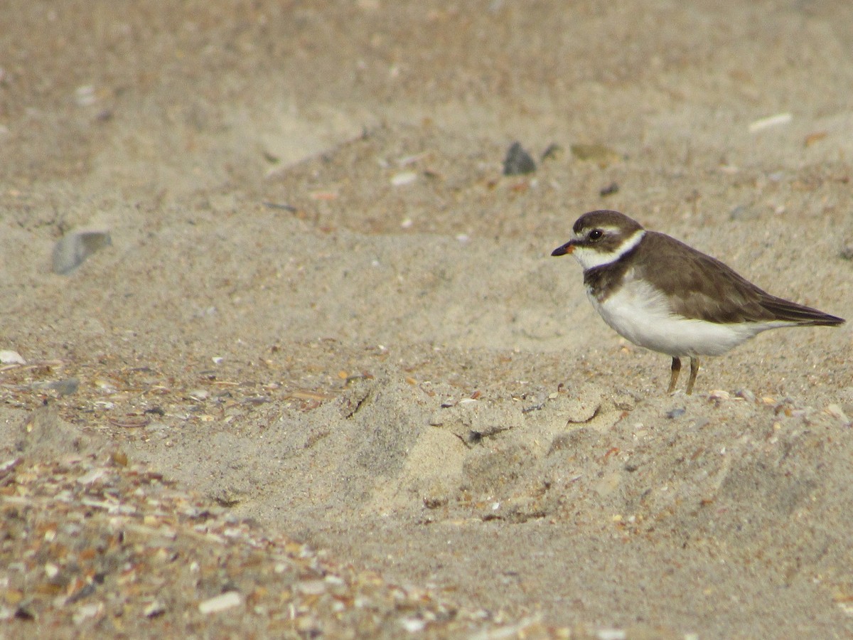 Semipalmated Plover - Tully Hochhausler
