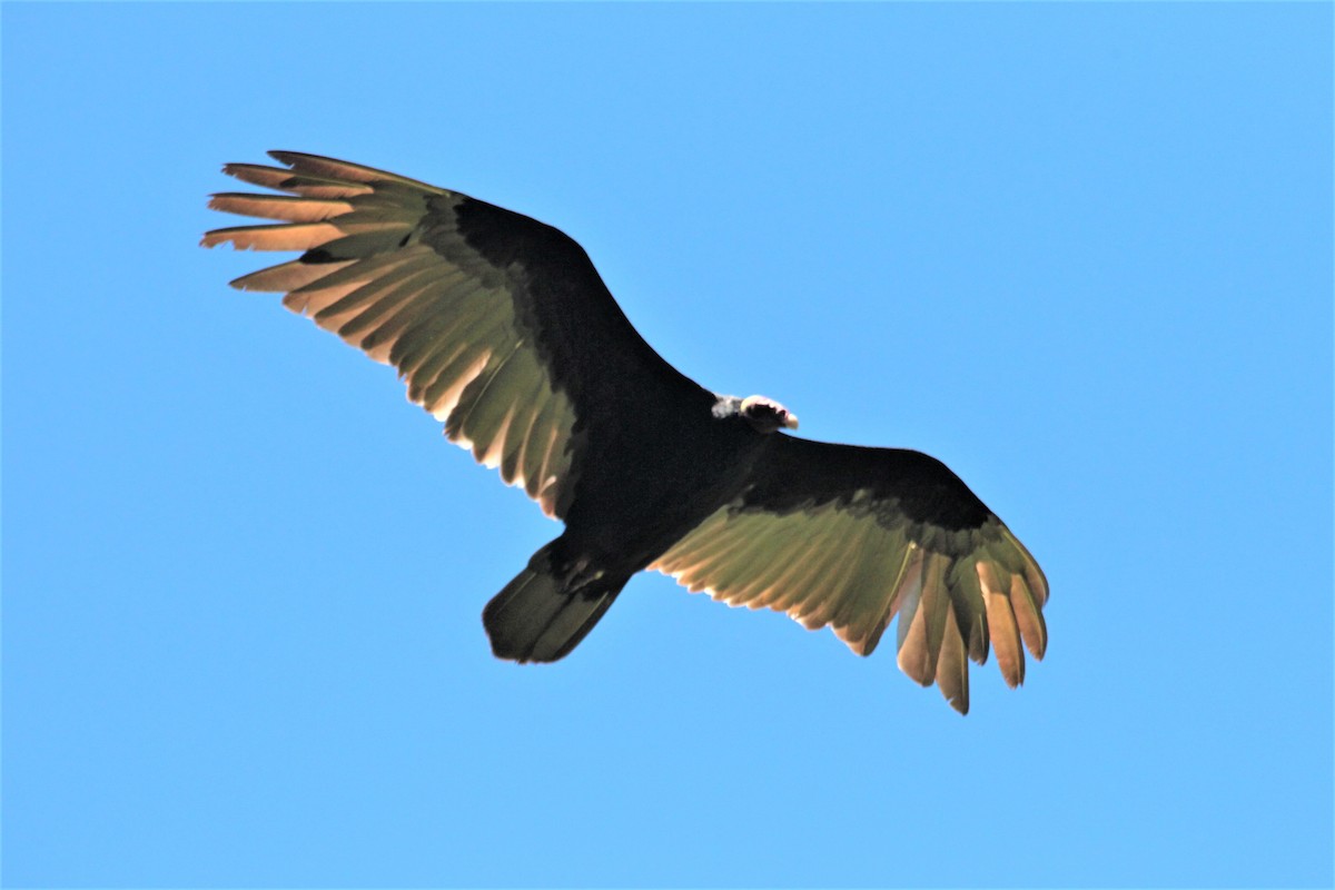 Turkey Vulture - Carmelo López Abad