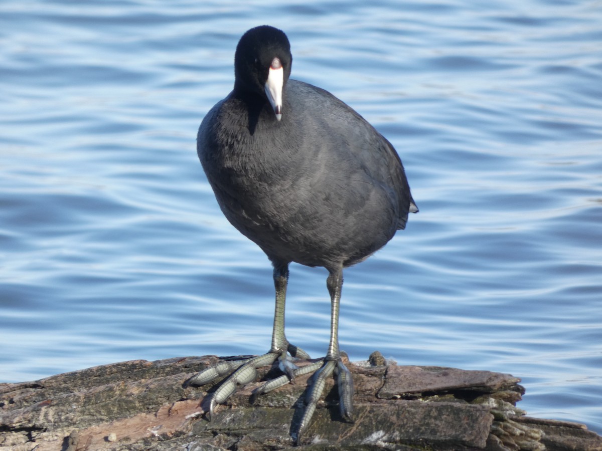 American Coot (Red-shielded) - ML304945441