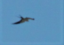 Swallow-tailed Kite - Carmelo López Abad