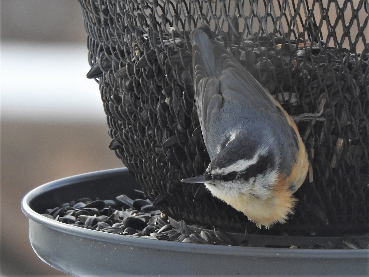 Red-breasted Nuthatch - ML304949701