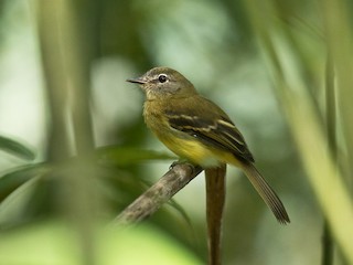  - Black-billed Flycatcher