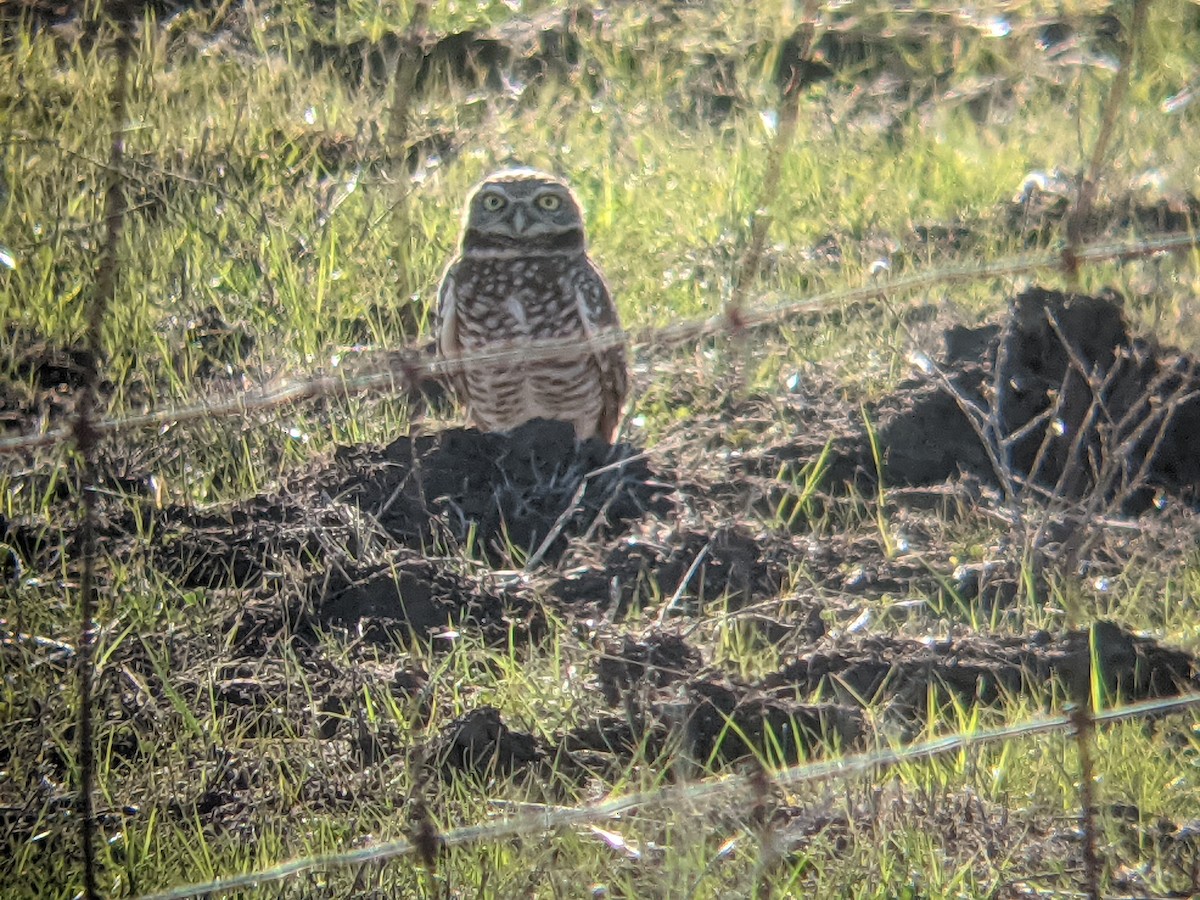 Burrowing Owl (Western) - ML304954121