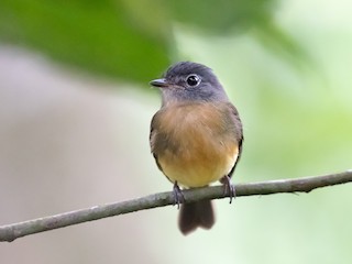  - Tawny-chested Flycatcher