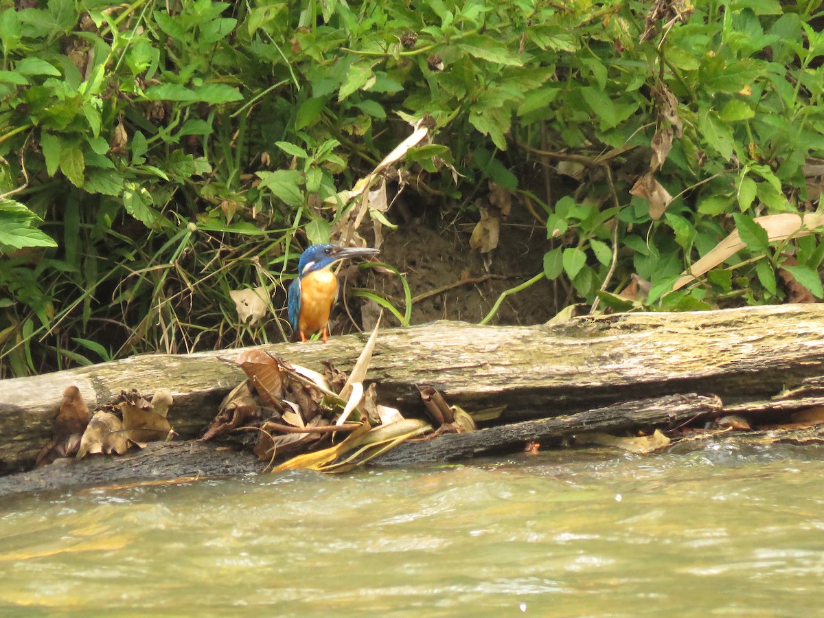 Common Kingfisher (Cobalt-eared) - ML304956181