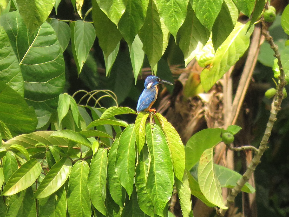 Common Kingfisher (Cobalt-eared) - ML304956421