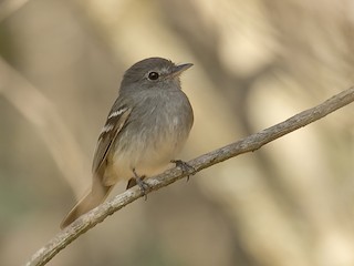  - Gray-breasted Flycatcher