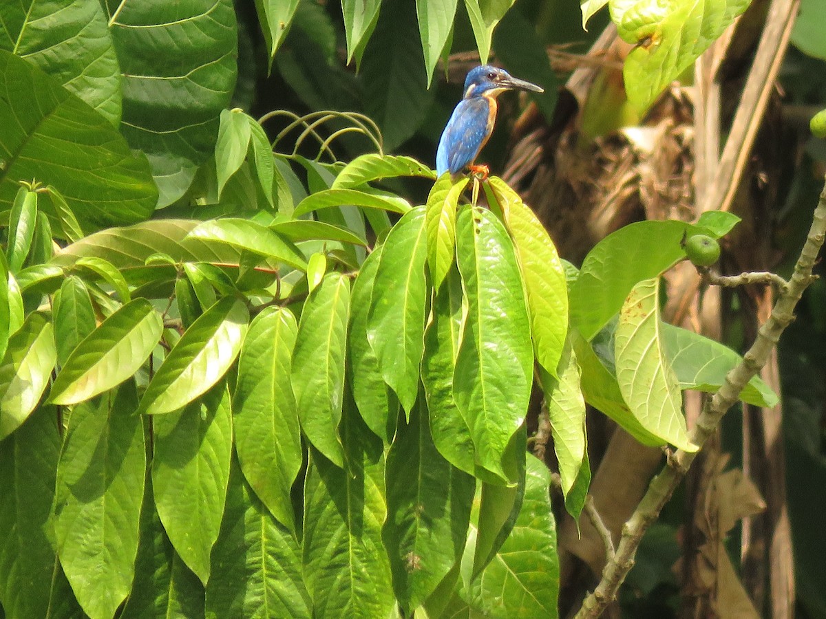 Common Kingfisher (Cobalt-eared) - ML304956571