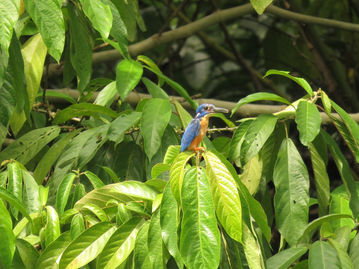 Common Kingfisher (Cobalt-eared) - ML304956661