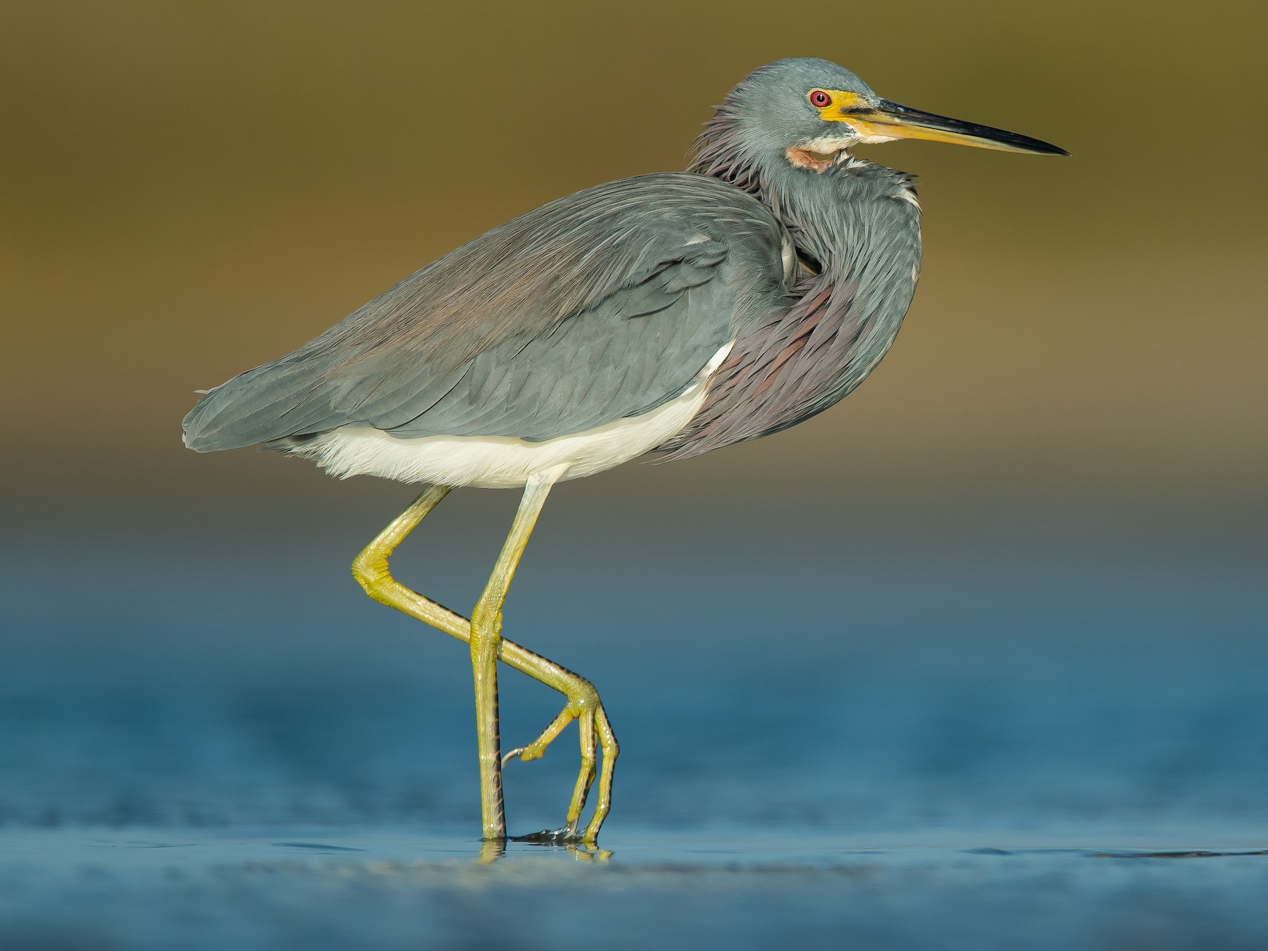 Tricolored Heron - Dorian Anderson