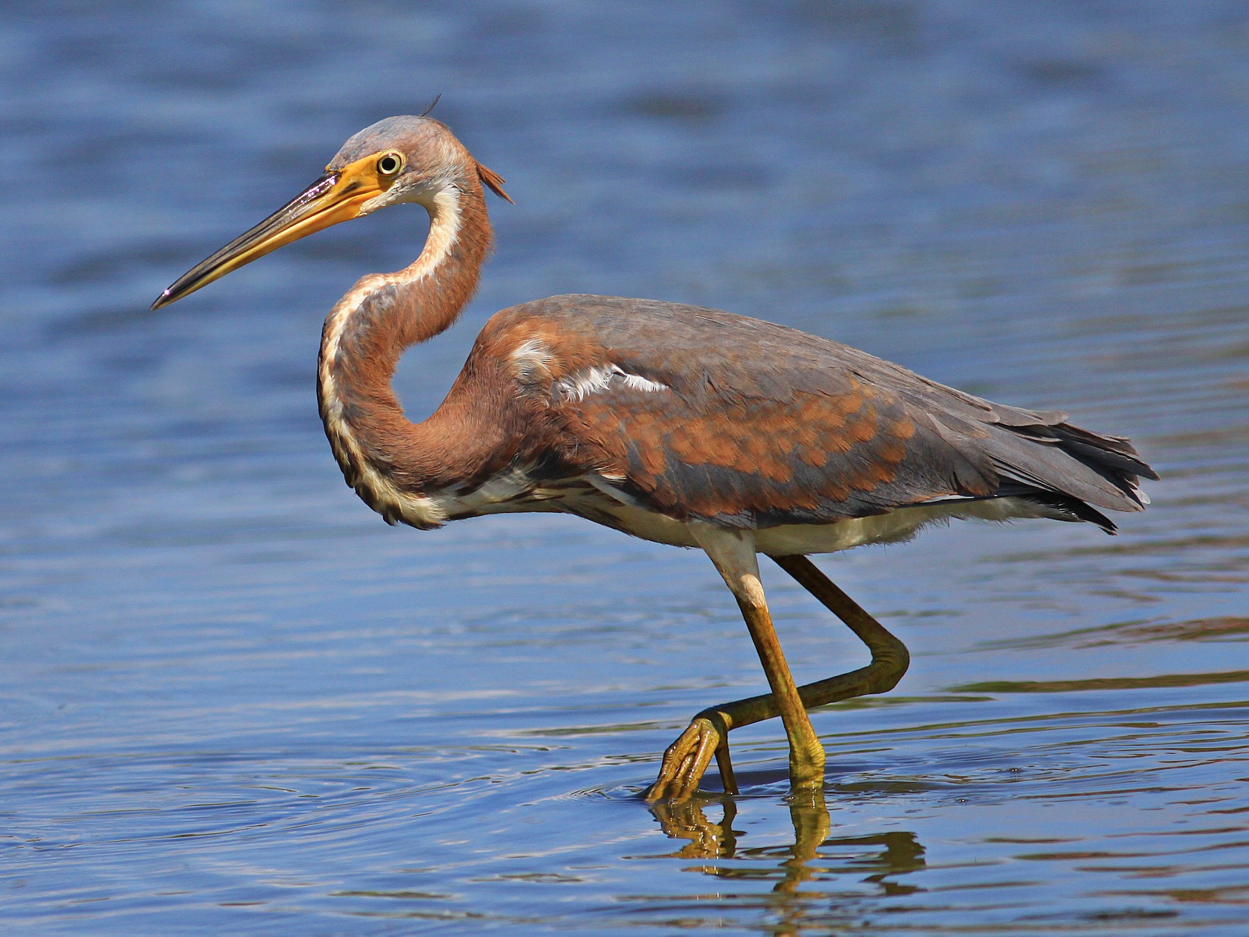 Tricolored Heron - Rufus Wareham