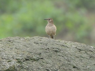  - Thick-billed Miner