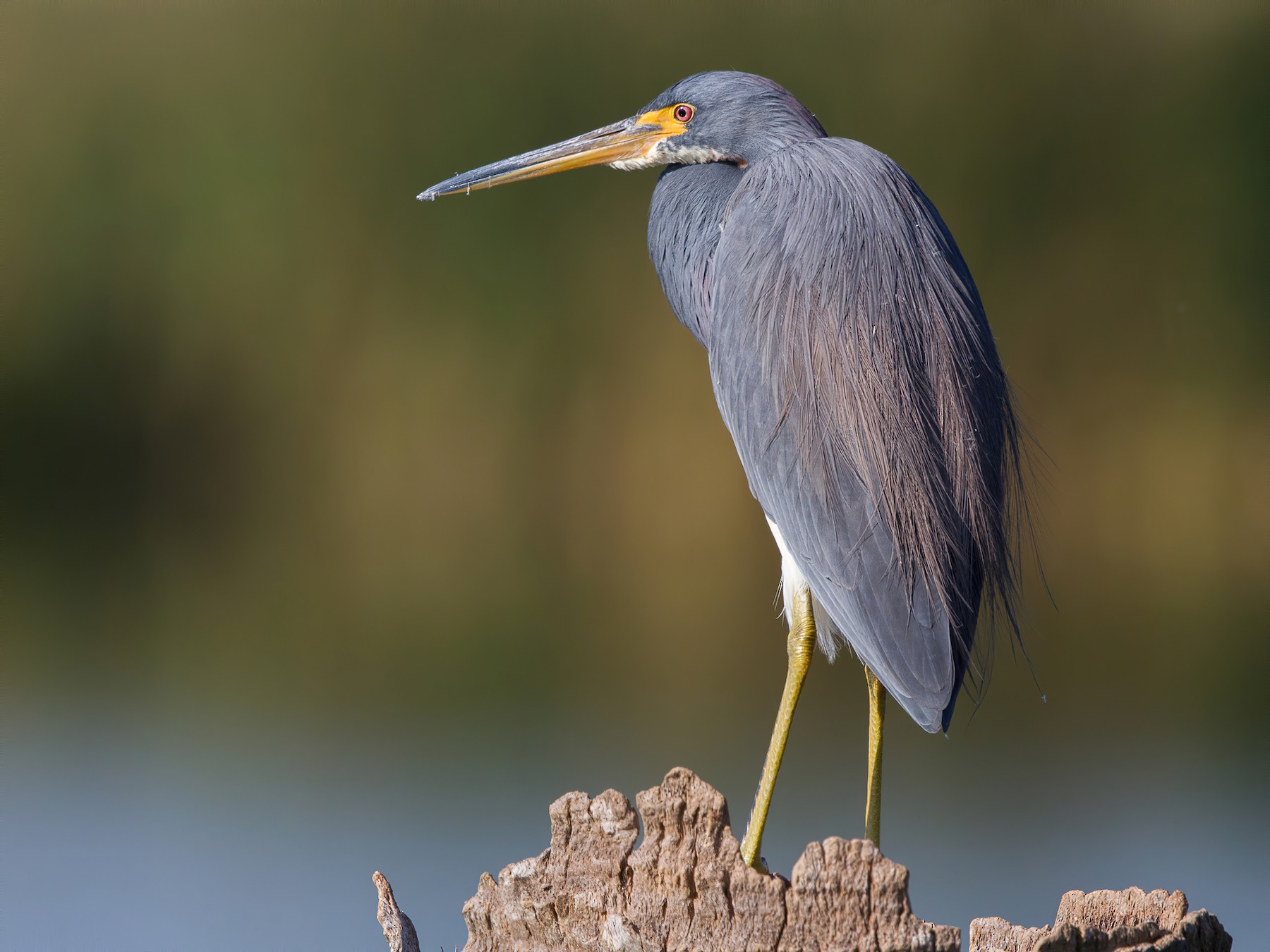 Tricolored Heron Range