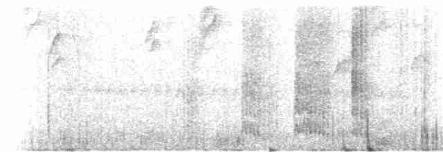 Пестрогрудый тираннчик - ML304958881