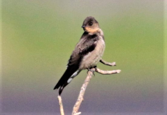 Southern Rough-winged Swallow - Carmelo López Abad