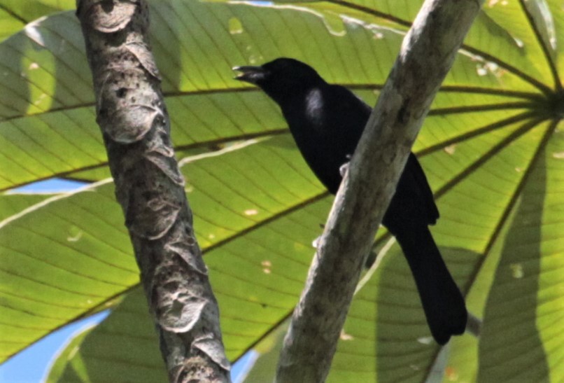 White-lined Tanager - Carmelo López Abad