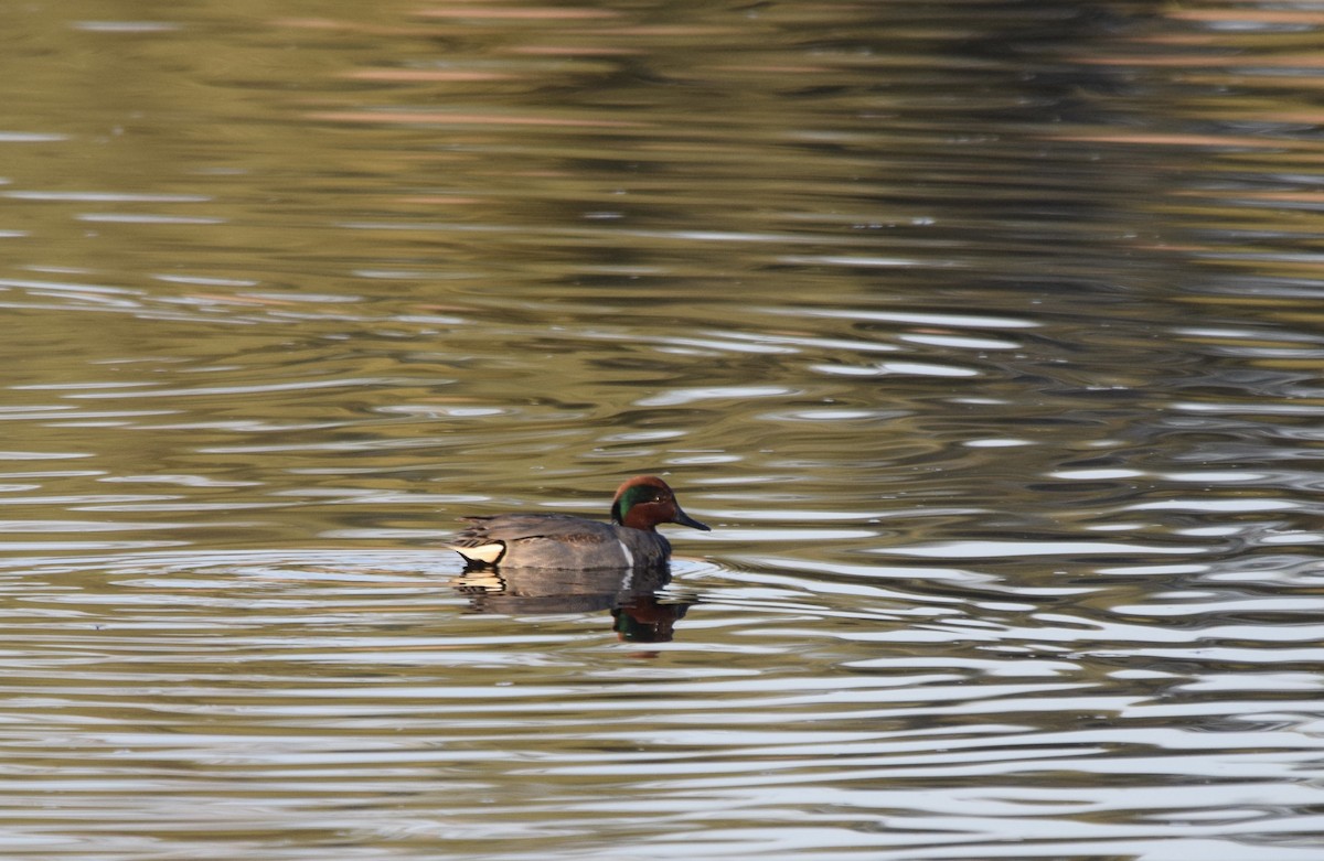 Green-winged Teal - ML304961301