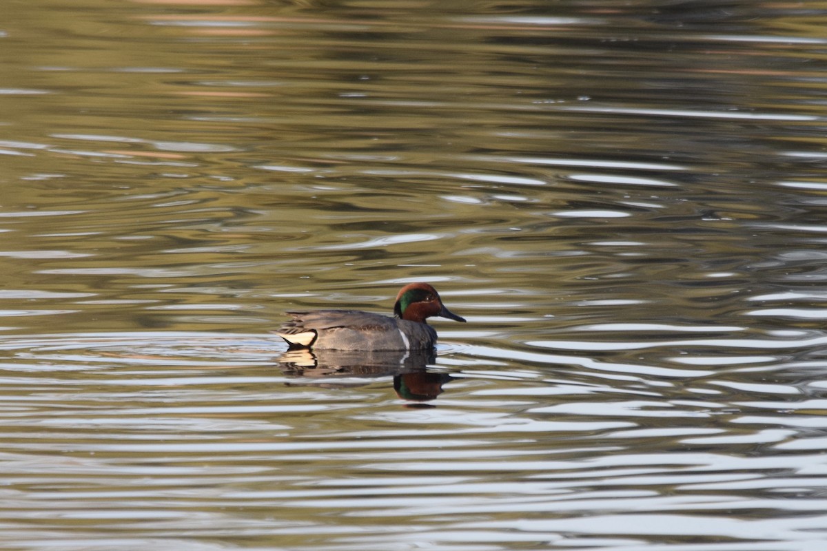 Green-winged Teal - ML304961311