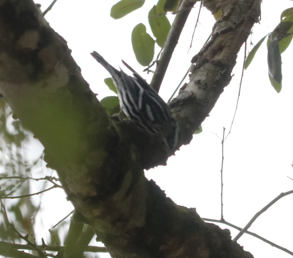 Black-and-white Warbler - ML304961811