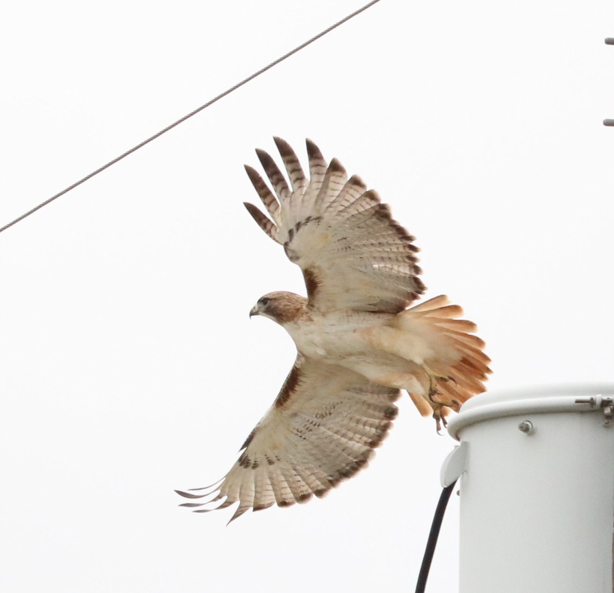 Red-tailed Hawk - ML304961951