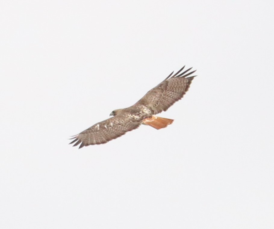 Red-tailed Hawk - ML304961991