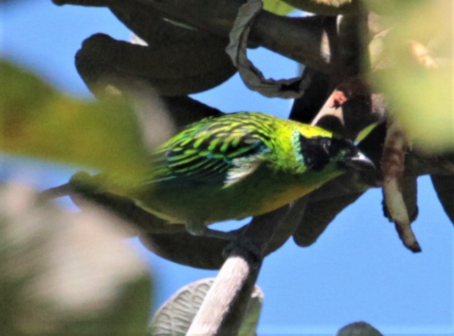 Green-and-gold Tanager - Carmelo López Abad