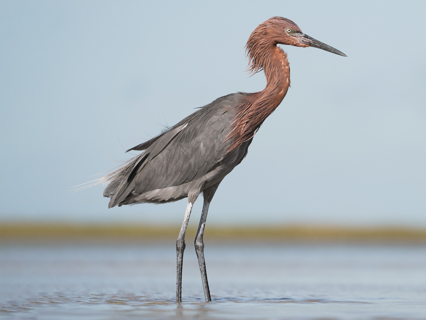 Reddish Egret eBird