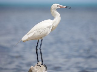 繁殖期の成鳥白色型 - Darren Clark - ML304962351
