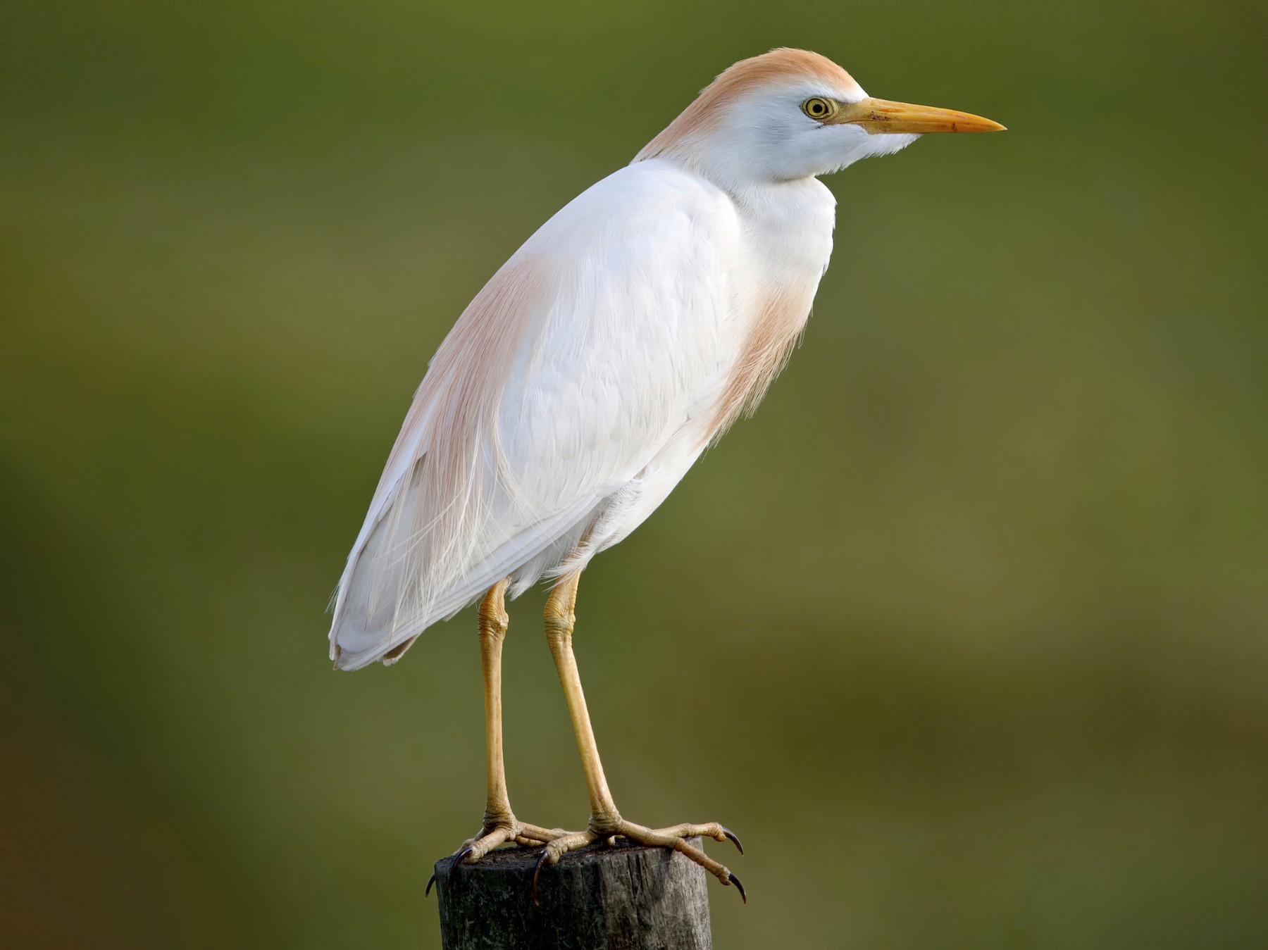 Western/Eastern Cattle Egret - Brandon Nidiffer