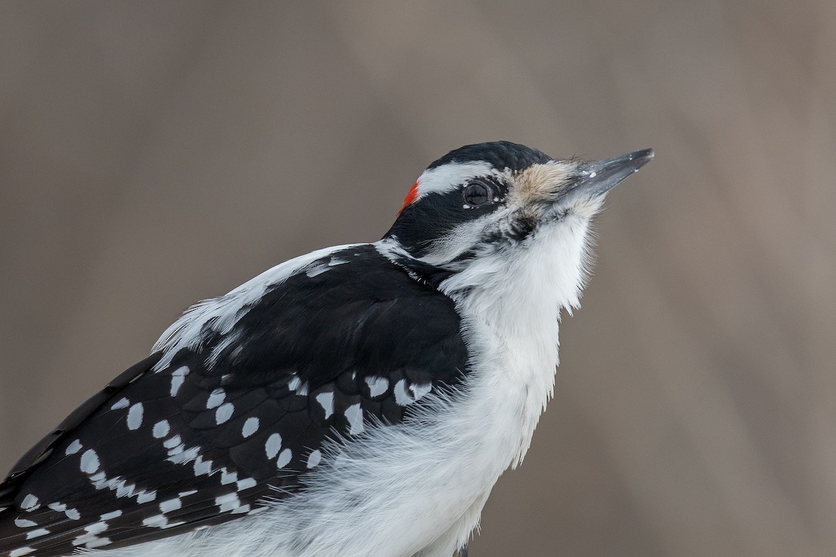 Hairy Woodpecker - Allan  Bigras
