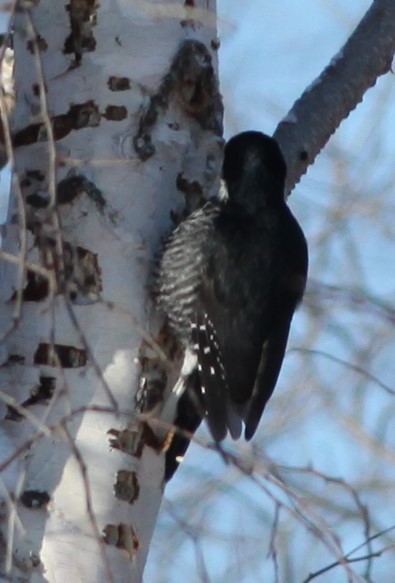 Black-backed Woodpecker - ML304972061