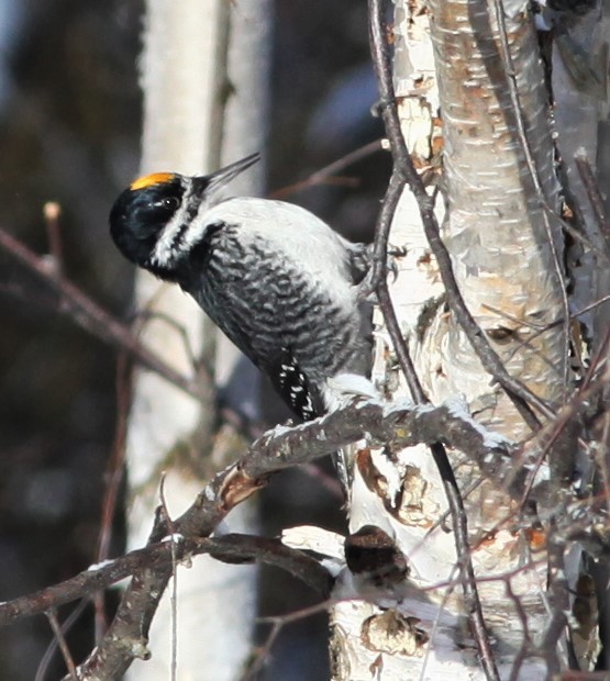 Black-backed Woodpecker - ML304972101