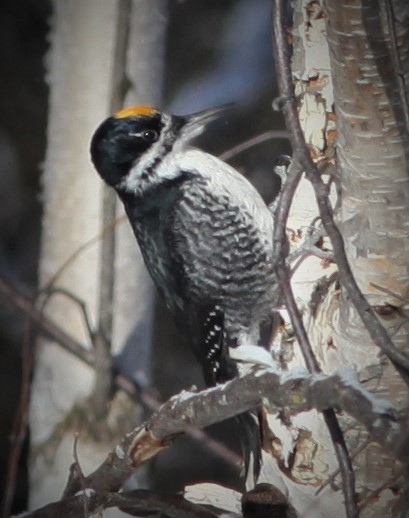 Black-backed Woodpecker - ML304972121
