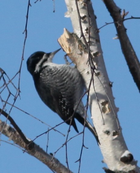 Black-backed Woodpecker - ML304972131