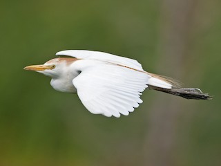 Breeding adult (Western) - Andrew Simon - ML304972311