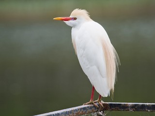 ニシアマサギ - eBird