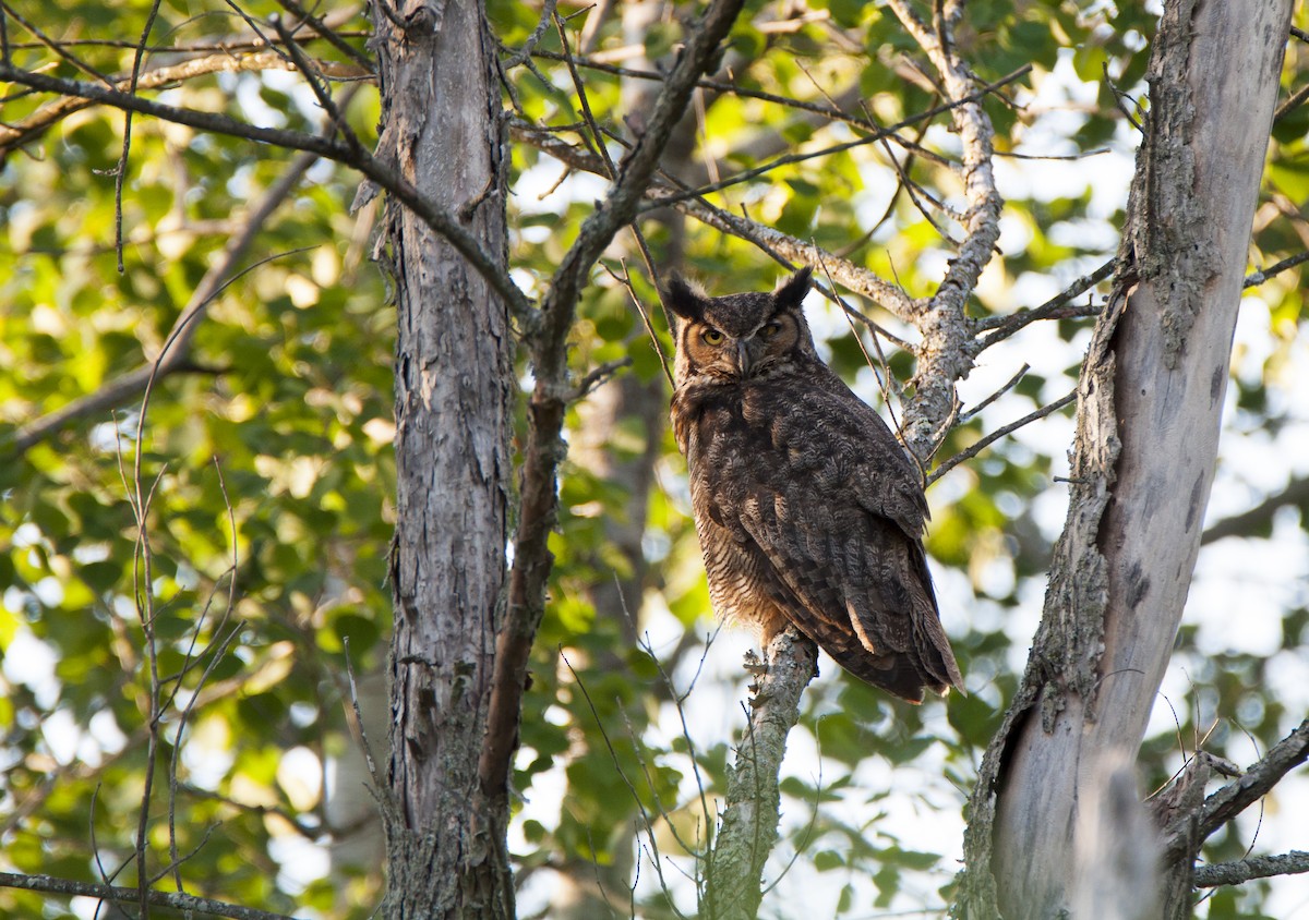 Great Horned Owl - Andi NB